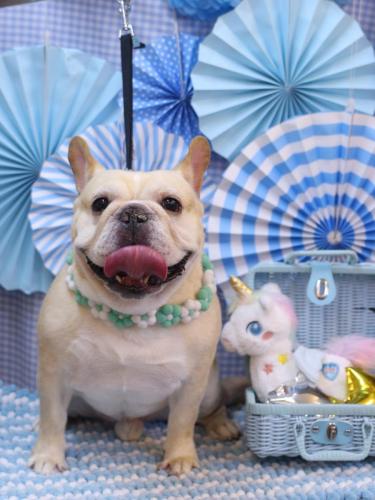 20231115こてつくん